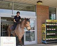 jumping-belgian-horse