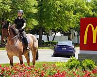 kid-safe-belgian-horse