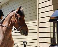 lesson-belgian-horse
