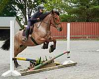 ranch-belgian-horse