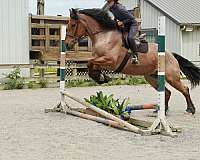 ranch-work-belgian-horse