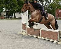 ridden-english-belgian-horse