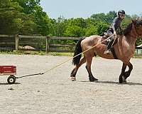 ridden-western-belgian-horse