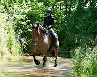 show-belgian-horse