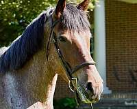 show-hack-belgian-horse