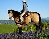 athletic-draft-horse