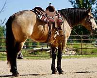 cross-draft-horse