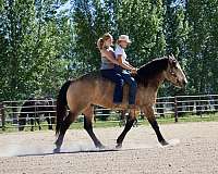 draft-horse