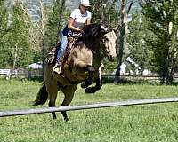 hunter-jumper-draft-horse