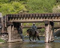 jumping-draft-horse