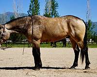 flashy-draft-horse