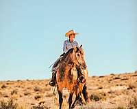ridden-english-draft-horse