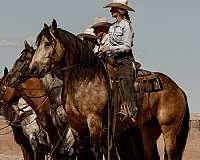 trail-draft-horse