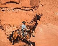 ridden-western-draft-horse
