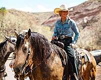 show-draft-horse