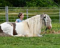 athletic-gypsy-vanner-horse
