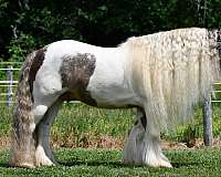 all-around-gypsy-vanner-horse