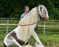 beginner-gypsy-vanner-horse