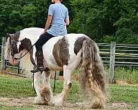driving-gypsy-vanner-horse