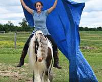flashy-gypsy-vanner-horse