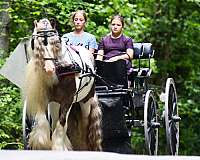 kid-safe-gypsy-vanner-horse