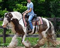 lesson-gypsy-vanner-horse