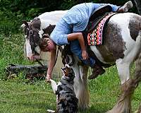 ridden-english-gypsy-vanner-horse