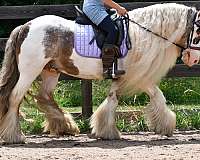 ridden-western-gypsy-vanner-horse