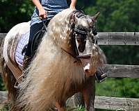 show-gypsy-vanner-horse