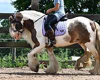 trail-gypsy-vanner-horse