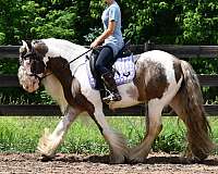 trail-riding-gypsy-vanner-horse