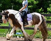 youth-gypsy-vanner-horse