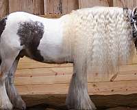 pinto-gypsy-vanner-gelding