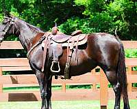 all-around-missouri-fox-trotter-horse