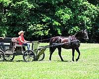 athletic-missouri-fox-trotter-horse