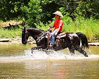 beginner-missouri-fox-trotter-horse