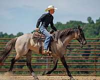 athletic-quarter-horse