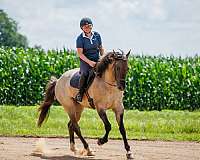 beginner-quarter-horse