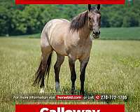 all-around-quarter-horse