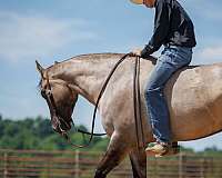 kid-safe-quarter-horse