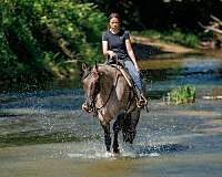 lesson-quarter-horse
