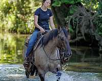 ranch-quarter-horse
