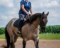 ranch-work-quarter-horse