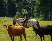 ridden-english-quarter-horse