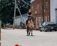 ridden-western-quarter-horse