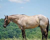 show-hack-quarter-horse