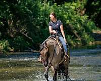 show-quarter-horse