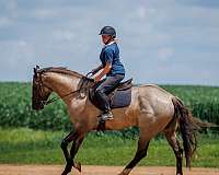 trail-quarter-horse