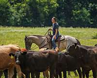 trail-riding-quarter-horse