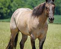 youth-quarter-horse